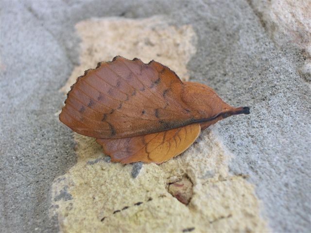 Gastropacha quercifolia (Lasiocampidae)